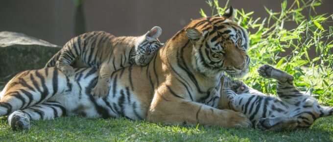 Selling off the tiger cubs